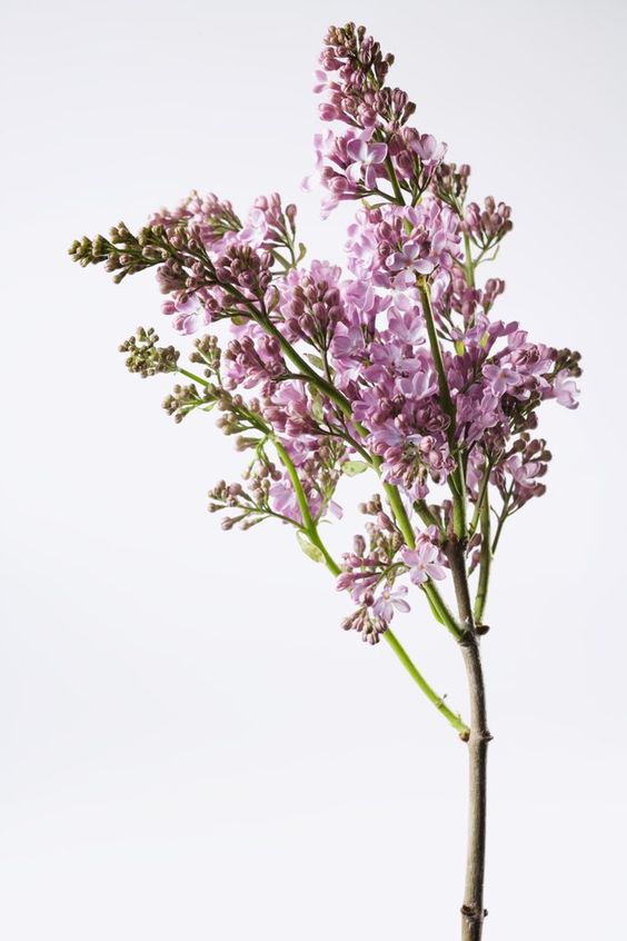 image of a stem of purple lilac against a white backgroun